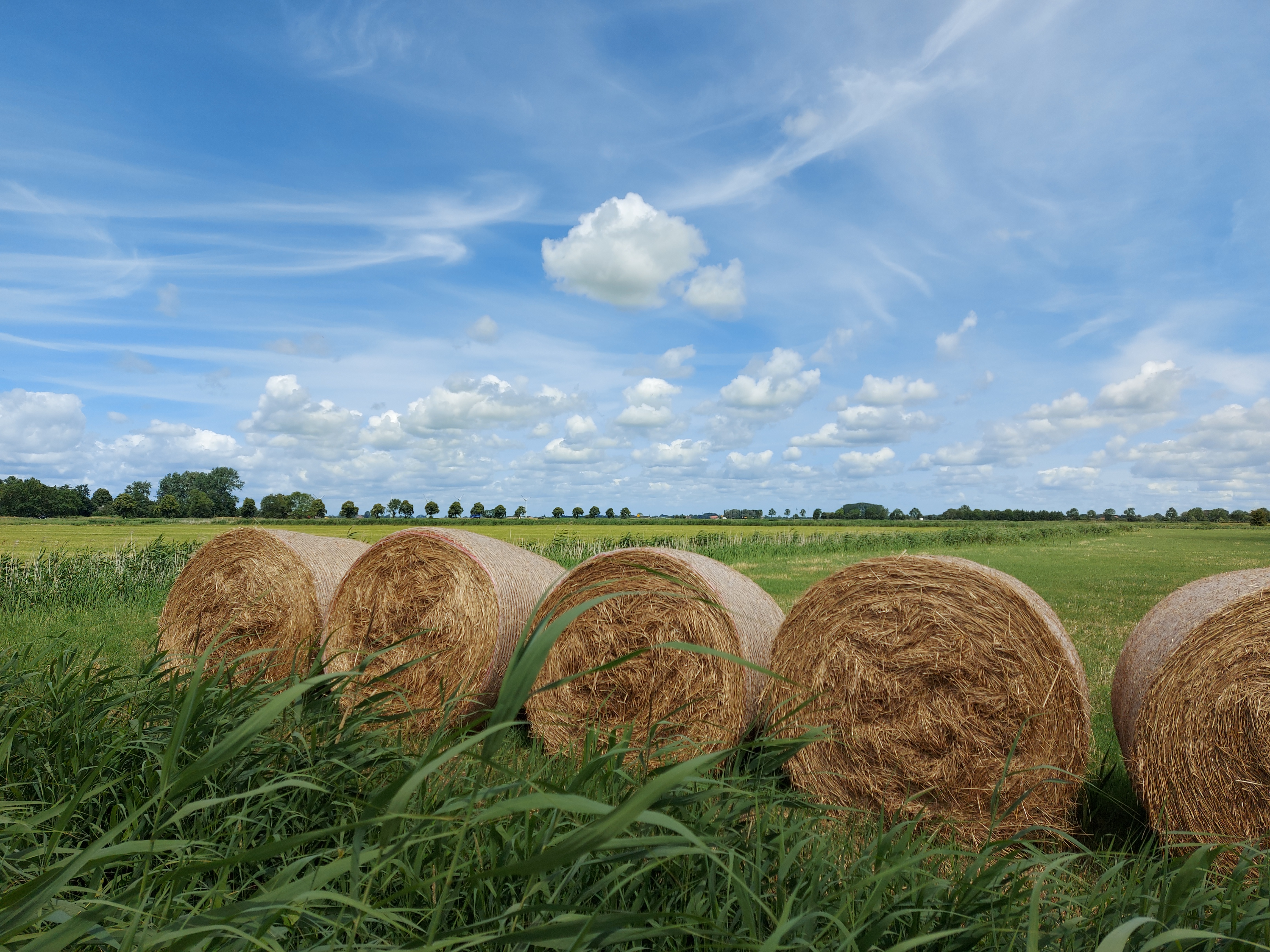 Foto: Aufgereihte Heuballen am Rand der Felder. Im Vordergrund ist Schilf zusehen und überall sind grüne Felder zu erkennen bei blauen Himmel.
